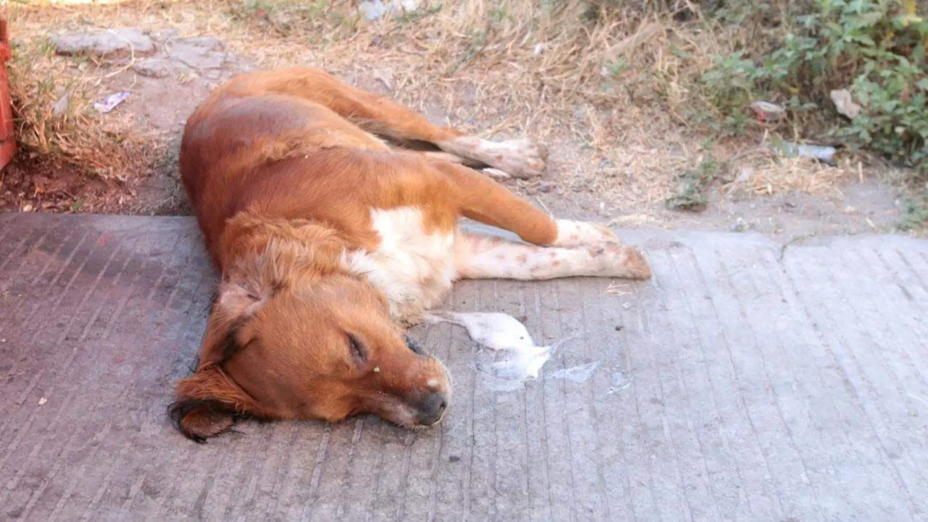 Envenenan a perros en Paseos de Castillotla, fraccionamiento de Puebla 